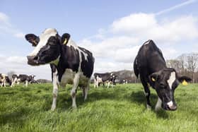 **ADOBE STOCK**
Cows grazing. Picture: Adobe Stock