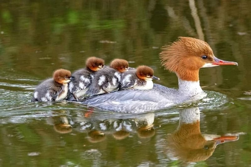 Hitching a ride with mum