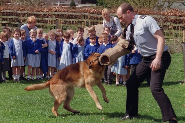 Police dog "Lancon Simon" grabs hold of the long arm of the law, belonging to Sgt Tom Scott, during a demonstration of police dog skills to reception and year 1 pupils at SS Mary and Michael School in Garstang