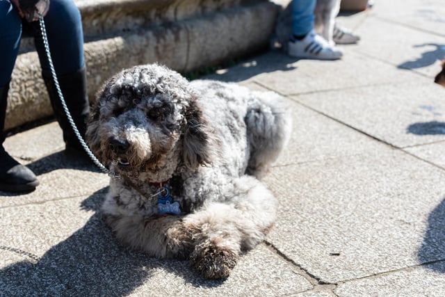 A beautiful fluffy dog at the Pups in the Park event in Williamson Park, Lancaster.