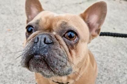 Bella is a French Bulldog. She can be snappy if she doesn't trust her handler and as with many of our dogs needs a calm patient home with people who understand how dogs think. Now there's a challenge!