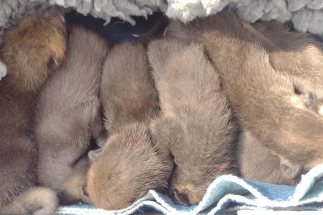 A litter of six fox cubs were rescued by an off-duty vet who was out walking in Swaffham, Norfolk, on 23 March, when she heard them crying under a bush near to their mother who had sadly been killed on the road. She took them in overnight and contacted the RSPCA the following day and they were taken by a wildlife casualty volunteer to East Winch Wildlife Centre, in Norfolk, for specialist care. 
The cubs still had their eyes closed and were thought to be between six and 14 days old. They’re all doing well in RSPCA care. 
It can be common during April and May to see fox cubs above the ground during the day and adults are usually nearby watching over them. You may also come across cubs waiting for their mother.
If you see a cub it is best to leave them alone unless it is necessary to intervene if they are in immediate danger, if their eyes are closed, or if they seem sick or injured. If the cub is in immediate danger then move them to a sheltered spot nearby and provide some dog or cat food and water. Check on them in 24 hours and if a mother hasn’t returned, please contact the RSPCA for help.