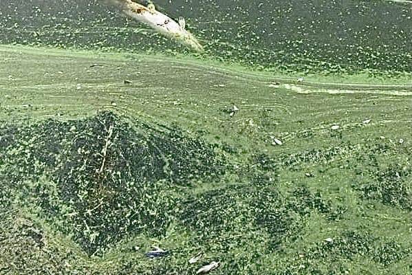 Concern has been raised over dead fish and excessive algae growth at Glasson Marina. Picture: Sally Maddocks.