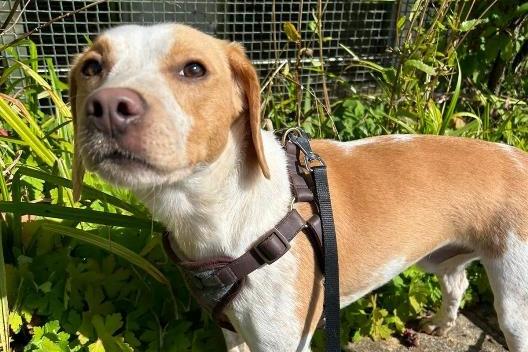 Benji, beagle, two-years-old. Picture from Animal Care Lancaster.