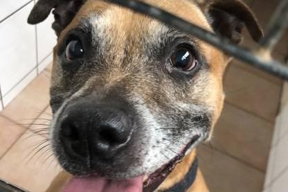 Tino is a five-year-old Staffordshire Bull Terrier. He walks well on the lead, but would prefer to be the only dog in a home. He has a decent prey drive so couldn't be re-homed with any small furries.