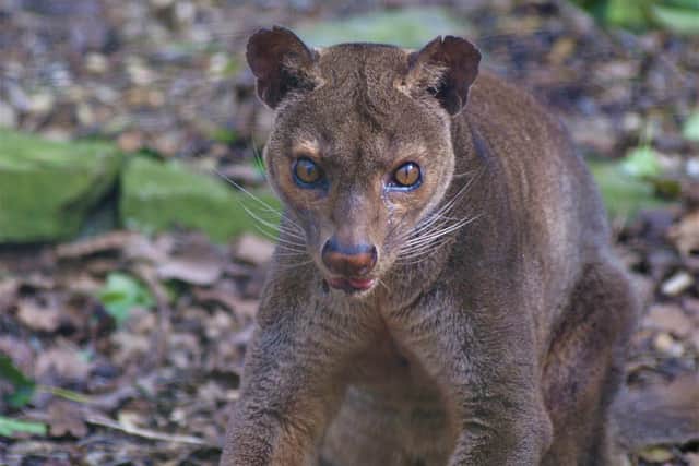 Fossa at the zoo. Picture by Katie Greenwood.