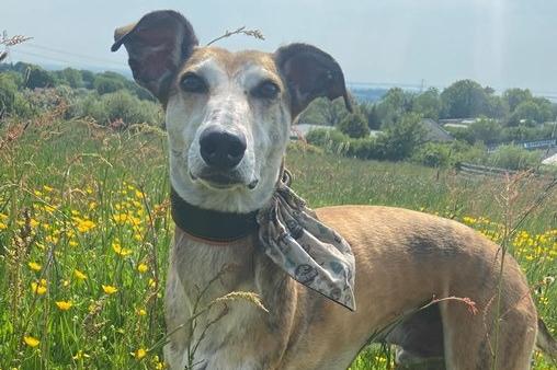 Trevor is a Lurcher , male , eight years nine months old. Picture from Animal Care Lancaster.