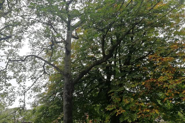 Lancashire County Council looks after most trees at the roadside