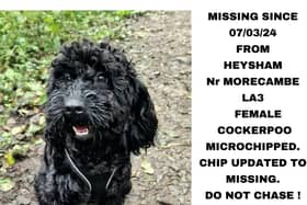 Posters have been put up around Heysham and Morecambe after a dog went missing.