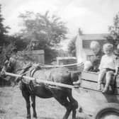 Poultry farm transport, 1946. The Kenyon children carting hens with Bonnie, their Welsh cob pony.