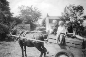 Poultry farm transport, 1946. The Kenyon children carting hens with Bonnie, their Welsh cob pony.