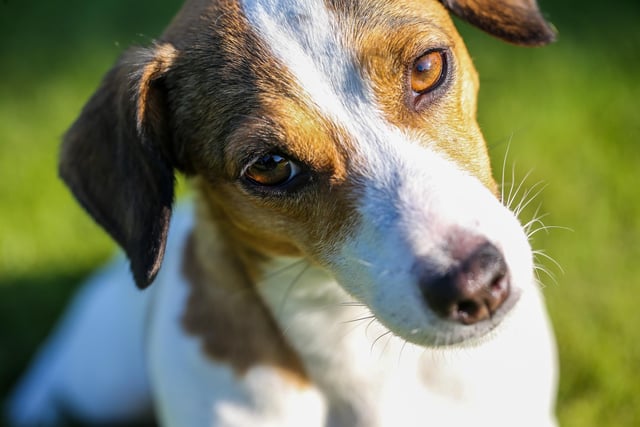 Jack Russell is another popular breed as they can sell for around £750.