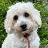 Two-year-old Bichon Frise Cross Penny arrived with her three sons, Buttons, Tim and Prince. Penny has only just arrived so is still being assessed. So far, she’s been very sweet with the staff and has enjoyed lots of cuddles. Penny has been very loved and cared for in her last home but missed out on some important socialisation, so is worried around new people and can be reactive on lead with people and other dogs. The staff will continue to help her with lead walking and meeting new people but her new owners would need to be up for some training. At the moment, a new home with older children would be better (over 12 years). Penny is still young so is looking for a new home with fit active people who can give her lots of long walks.