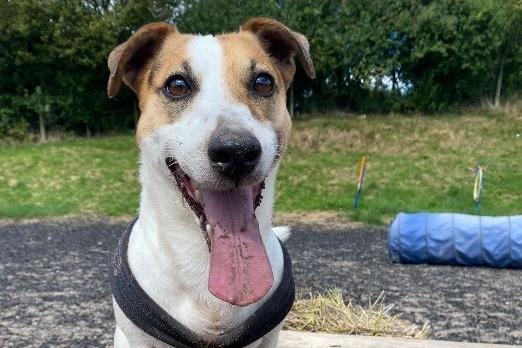 Clover, Jack Russell Terrier , male , eight years one month old. Picture from Animal Care Lancaster.