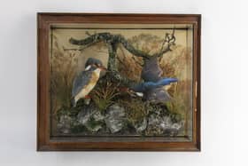 The fine wall-hanging case displaying a pair of Kingfishers, with rocks, trees and watercolour background, is attributed to the celebrated Victorian taxidermist Murray of Carnforth.