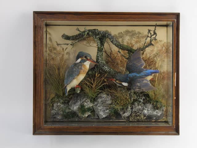 The fine wall-hanging case displaying a pair of Kingfishers, with rocks, trees and watercolour background, is attributed to the celebrated Victorian taxidermist Murray of Carnforth.