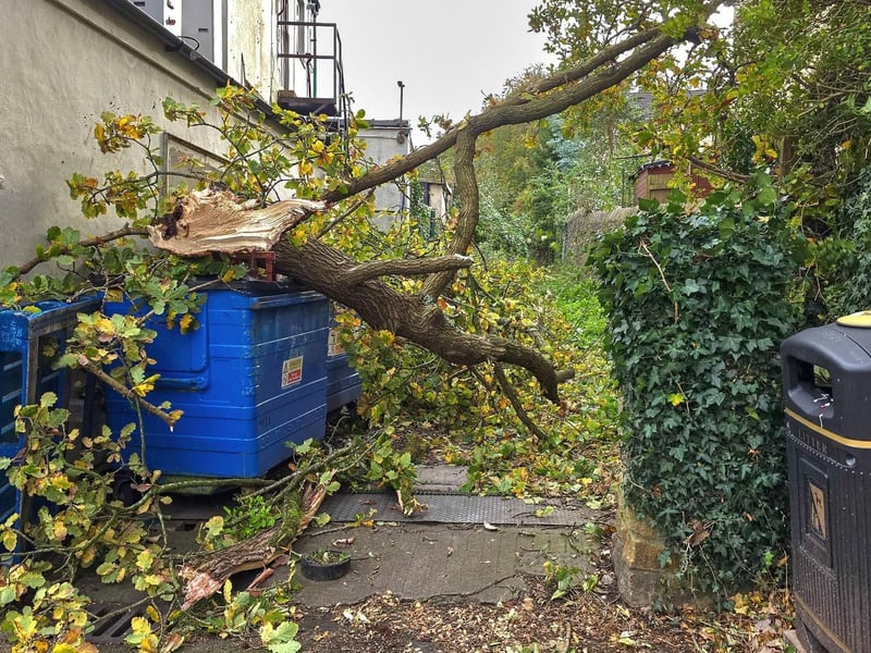 Storm Boelo brought down a tree where Quarry Road meets Dumbarton Road (next to the Premier Shop) in Lancaster. Photo: Josh Brandwood.