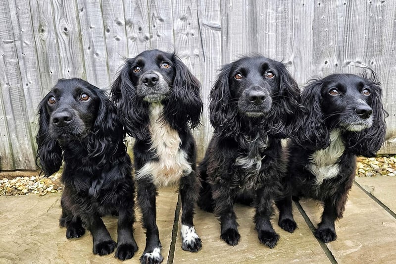 Autumn Elizabeth Whalley's little Spaniel Team, from left, Oban (ex-rescue), Isla (ex-rescue), Daisy and Skye (half-sisters).