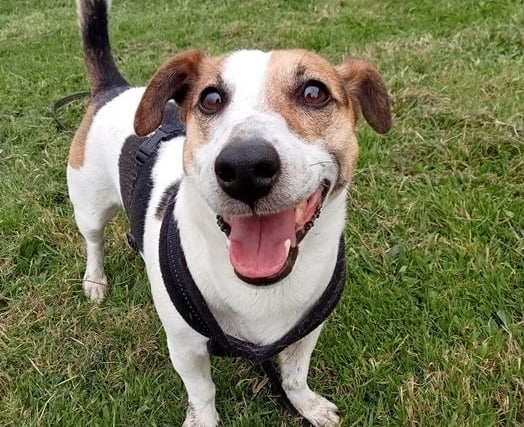 Clover, Jack Russell Terrier , male , seven years two months old.