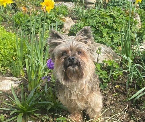 Mitsy, Terrier Crossbreed , female , nine years five months old.
