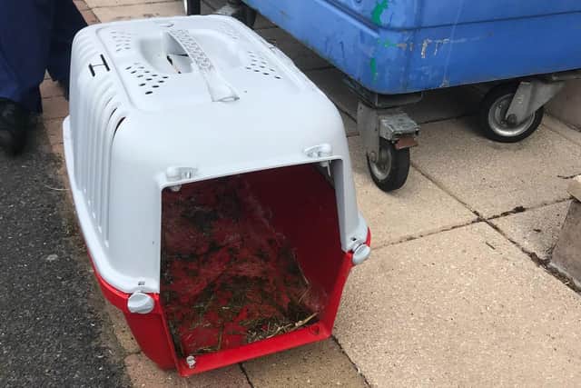 The rabbits were found in this pet carrier.
