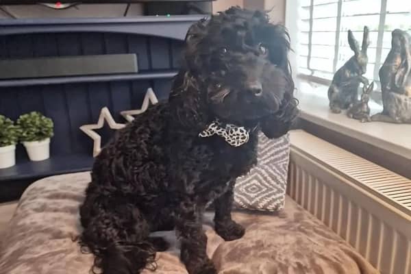 Dolly the dog is lost in Heysham after slipping her collar.