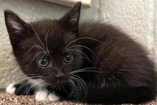 Bettykit1, DSH , female , one month old. Picture from Animal Care Lancaster.
