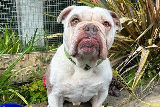 Dexter, Old English Bulldog , male , six years two months old. Picture from Animal Care Lancaster.