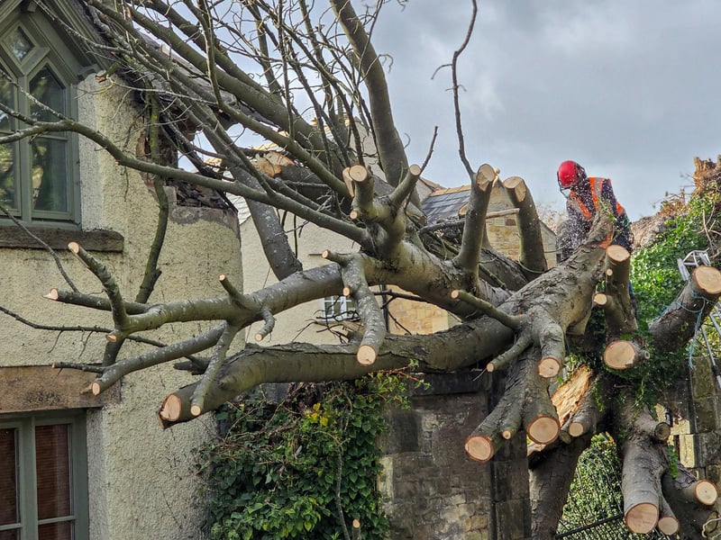 Workers cutting limbs off a tree which fell onto a house in Lancaster. Photo: Josh Brandwood.