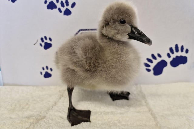 Cygnet: The East Winch Wildlife Centre team, in Norfolk, is looking after an adorable cygnet who was rescued on 25 March from Grantham, Lincolnshire, after being found alone. A member of the public grew concerned as the tiny bird was being harassed by cats and a wildlife casualty volunteer went to collect him.
Staff kept him warm and cosy by keeping him with a cuddly toy swan for him to snuggle up to.
Cygnets and goslings don’t normally stray far from their parents so mum will normally be close by. If you’re concerned, please monitor from a safe distance. If their parents don’t return within two hours or they’ve been killed, contact a local wildlife rehabilitator or vet for advice.