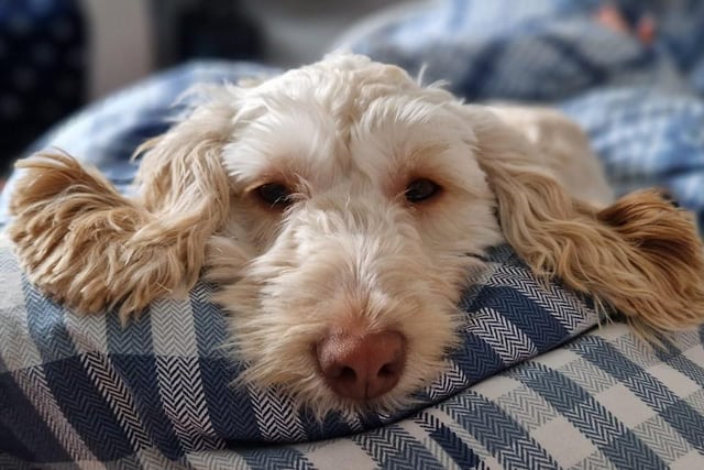 Lazy days for Elas the five-month-old cockapoo, shared by Michael Houghton.