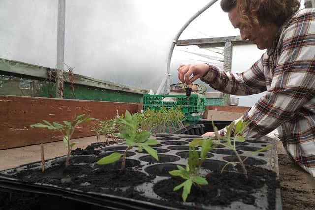 Planting tomato seedlings at The Plot.