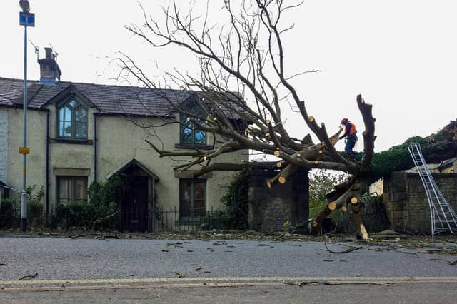A tree came crashing down onto a house in Lancaster, damaging the property. Photo: Josh Brandwood.