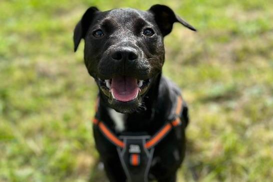 Darcy, Patterdale Terrier , female , one year one month old.