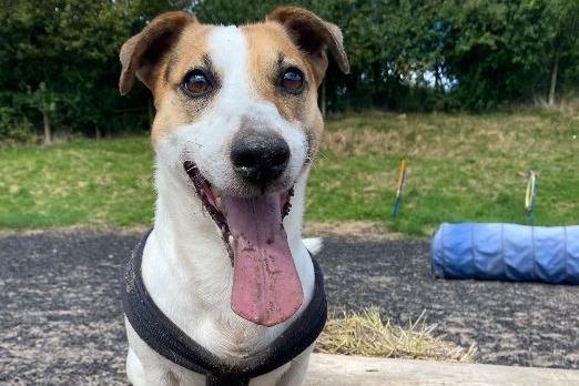 Clover is a Jack Russell terrier, male, seven years and nine months old. Picture courtesy of Animal Care Lancaster.