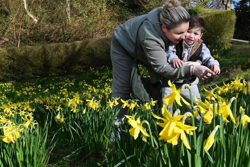 Nicola Hayes enjoys the sunshine and the daffodils with 19-month-old Theo.