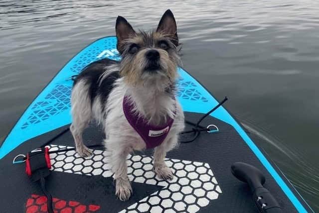 Lancaster dog walkers take to canoes to support charity which helped cure  sick Belle | Lancaster Guardian