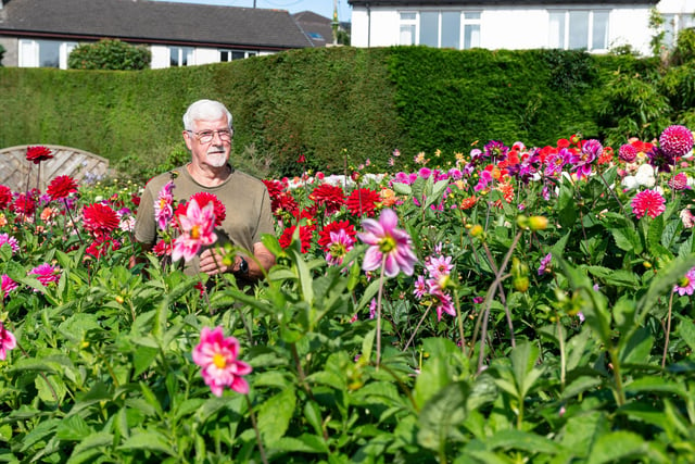 Jack Gott amongst just some of his beautiful dahlias.