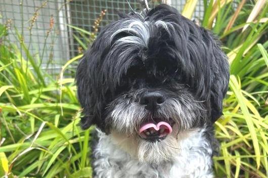 Gizmo, Shih Tzu , male , 14 years old. Picture from Animal Care Lancaster.