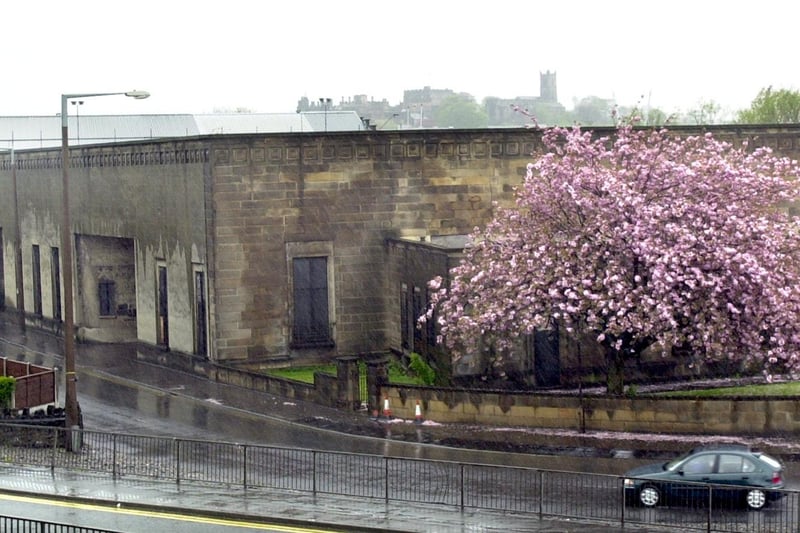 A cherry blossom tree at the Kingsway.