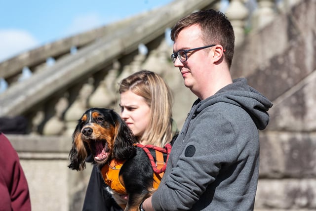A dog with its owners at the Pups in the Park event in Williamson Park, Lancaster.