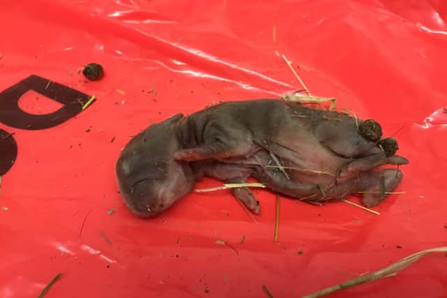 The baby rabbit is thought to have been only a few days old.