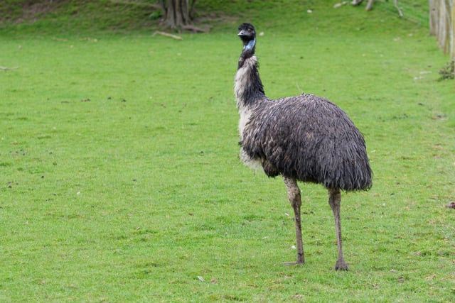 An emu at Greenlands Farm.