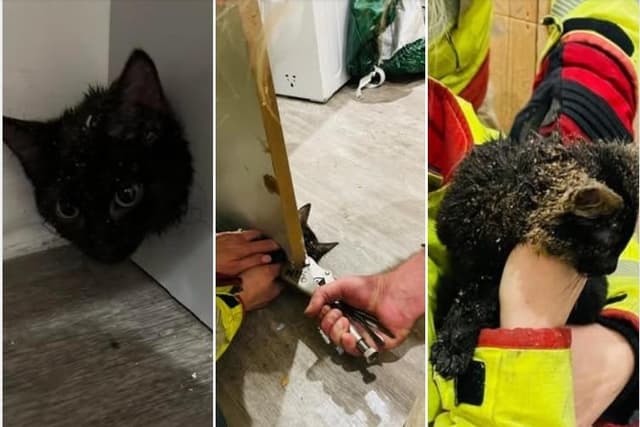Firefighters in ‘purrfect’ rescue of trapped kitten in Lancaster village