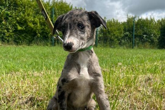 Dennis, Lurcher cross , male , three months old. Picture from Animal Care Lancaster.