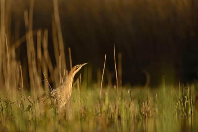 A male bittern in a reed bed. Three booming male bitterns have now returned to RSPB Leighton Moss, in Silverdale, the most for 20 years:Leighton Moss