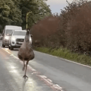 The Emu was spotted along Ashton Road in Lancaster.