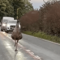 Emu causes traffic disruption on Lancaster road near golf club