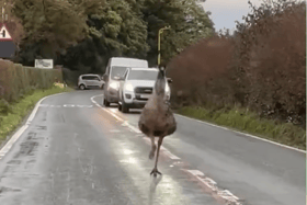 The Emu was spotted along Ashton Road in Lancaster.