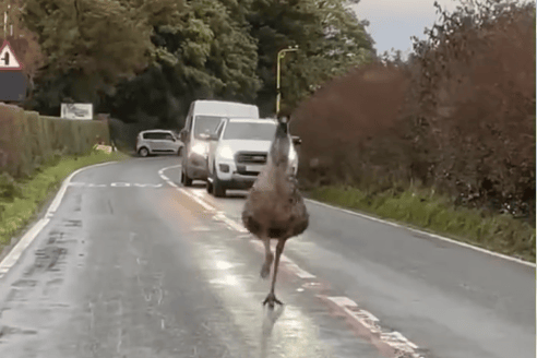 The Emu was spotted along Ashton Road in Lancaster.